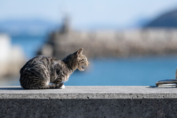 堤防に座る可愛い子猫