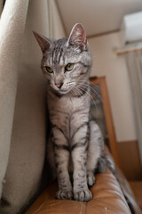 ソファーの上に座る猫　サバトラ猫