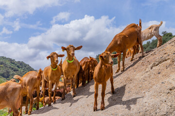Goats in Andaluzia, Spain
