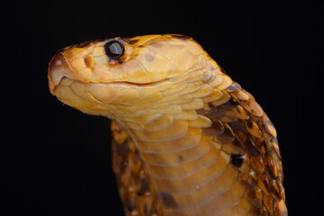 Fototapeta premium A portrait of a Cape Cobra 