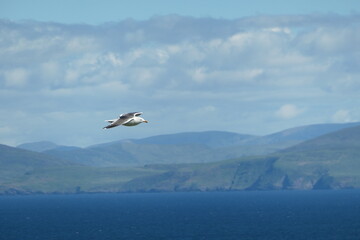 Seagull flies over the sea, in the background a green mountain landscape and cliffs