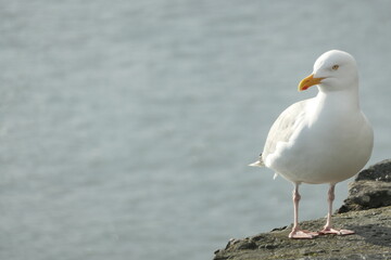 Seagull on a wall on the shore of an ocean