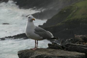 Obraz premium Seagull in front of cliffs washed by the surf on the Atlantic Ocean