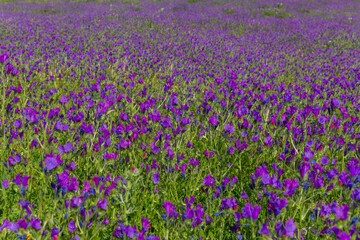 purple flowers in the field