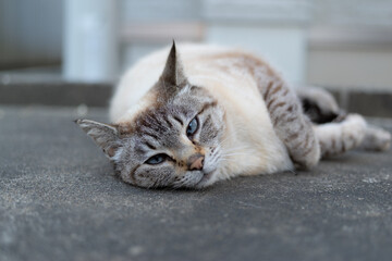 屋外で寝ころがる猫　シャムトラ猫