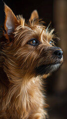 Australian terrier puppy portrait with furry face