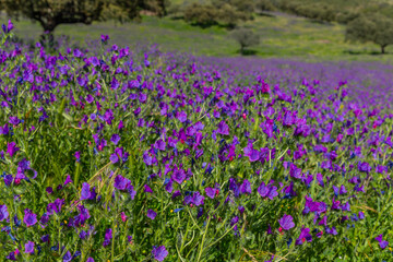 purple flowers in the field