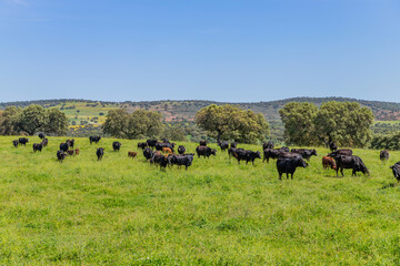 black bulls in a bull farm