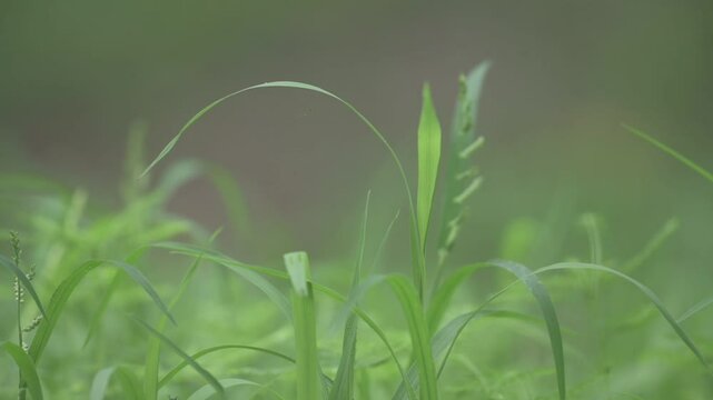 Green grass closeup small Plant, Bihar, india Flora of Bihar