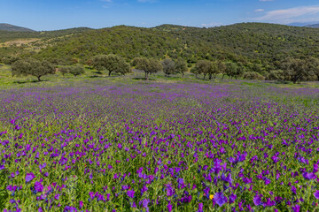 Obraz premium purple flowers in the field