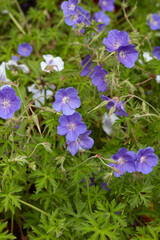 Geranium Brookside or Cranesbill herb with purple flowers