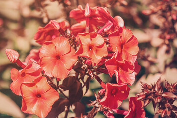 Pink phlox. Abstract phlox flowers close-up with soft pink tint