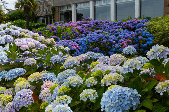 Beautiful hydrangeas of the pink granit coast in Brittany - France