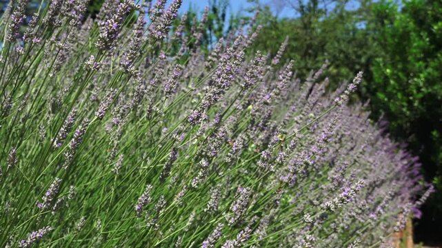 lavanda