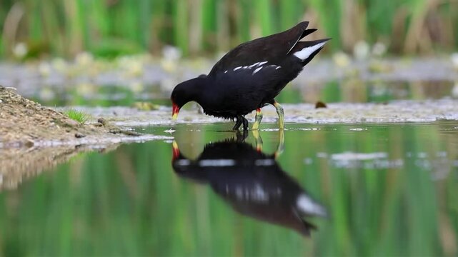 Moorhen and chick. Moorhen feeding a chick with their reflection in the lake. In the beautiful countryside.