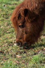 Obraz premium Horse grazing in a pasture