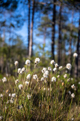 Fototapeta premium cotton grass close up in spring in finland