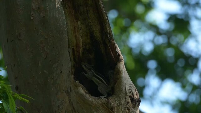 three-striped palm squirrel (Funambulus palmarum) in tree trunk, Bihar, India, Asia