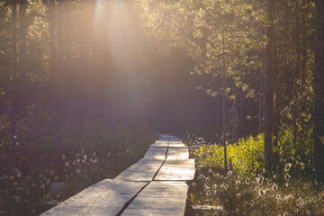 Scenic view of duckboard path through forested wetland in finland