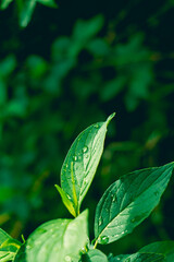 green leaves with water droplets after rain. abstract nature background