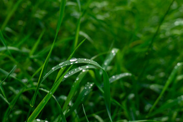 green grass with dew drops close up. water drops on the fresh grass after rain.