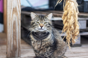 A cat is comfortably seated on a wooden porch beside a rope