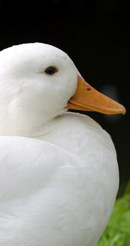 Close up of a Domestic duck (Anas platyrhynchos domesticus). The Call Duck breed has a fascinating history that includes a foundation in hunting, showing, and eventually human companionship.