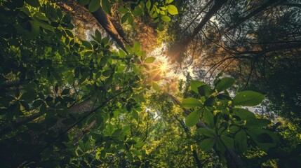 Sunlight filters through the lush canopy of a dense forest, creating a serene and peaceful atmosphere