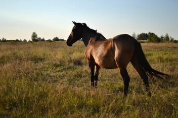 Horse at sunset in a field, rear view