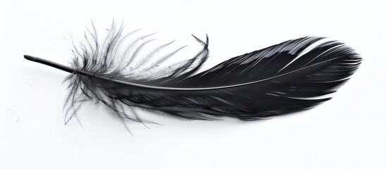 Obraz premium Black Feather on a White Background