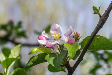 Obraz premium Close-up of an apple blossom on a tree