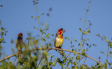 Red-and-yellow barbet on tree branch