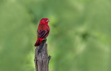 The black-bellied firefinch is a common species of estrildid finch found in Africa. (Lagonosticta rara)