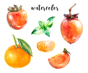 Watercolor of persimmon, mandarin, mint fruits leaves, ideal for autumn design
