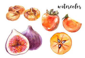 Watercolor painting of autumn fruits persimmon, figs, and dried figs in a vibrant illustration