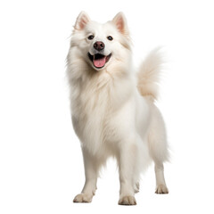 Obraz premium white dog looking isolated on white.