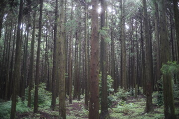 Fototapeta premium forest in Jeju island