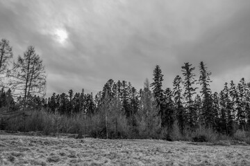 Landscapes - Forest - Europe, Romania, Suceava region