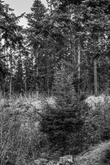 Landscapes - Forest - Europe, Romania, Suceava region