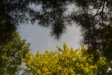 trees and sky