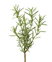  Rosemary branch isolated on white background.