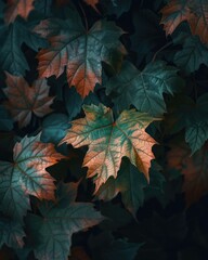 Maple Leaves, Autumn’s Colorful Splendor