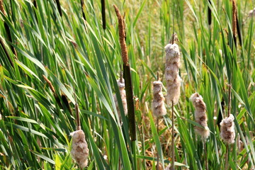 Cattail, Typha latifolia, during summer. Summertime Brown Cattails and Green Blades