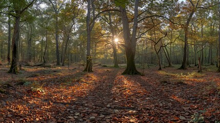Obraz premium Serene Autumn Forest with Sunlight Breaking Through Trees
