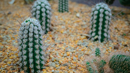 Green Cactus on The Soil Covered With Small Stone