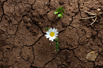 top view of a single white daisy flower growing in a dry drought land - hope and new life concept