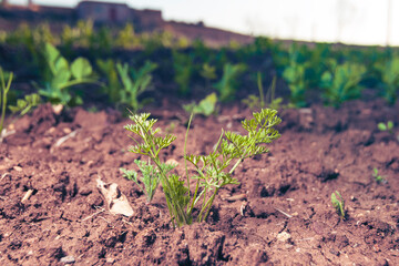 close up view of a Fennel leaf growing in a field