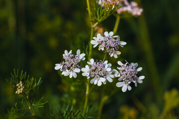 close up view of parsley flowers