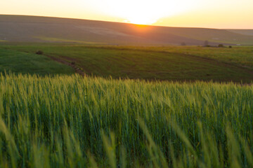 scenic view of wheat field at the golden hour