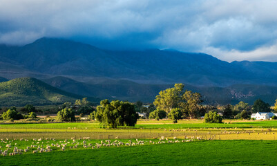 Angora goats and merino sheep grass in lucerne pastures in the late afternoon light near Rooiloop, Western Cape.